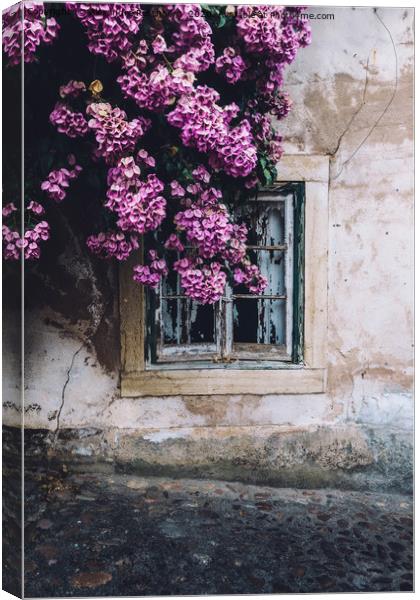Purple bouganvillea shrubs next to window Canvas Print by Alexandre Rotenberg