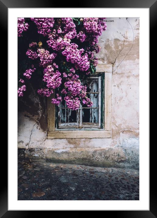Purple bouganvillea shrubs next to window Framed Mounted Print by Alexandre Rotenberg