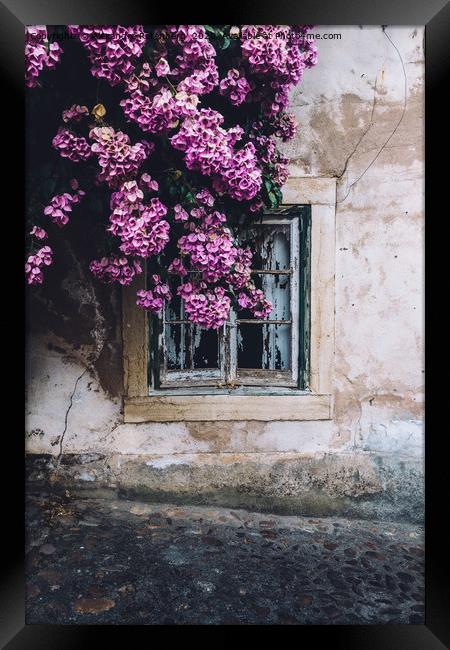 Purple bouganvillea shrubs next to window Framed Print by Alexandre Rotenberg