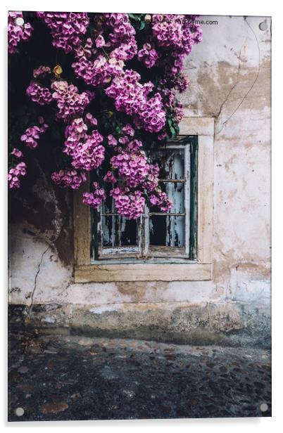 Purple bouganvillea shrubs next to window Acrylic by Alexandre Rotenberg