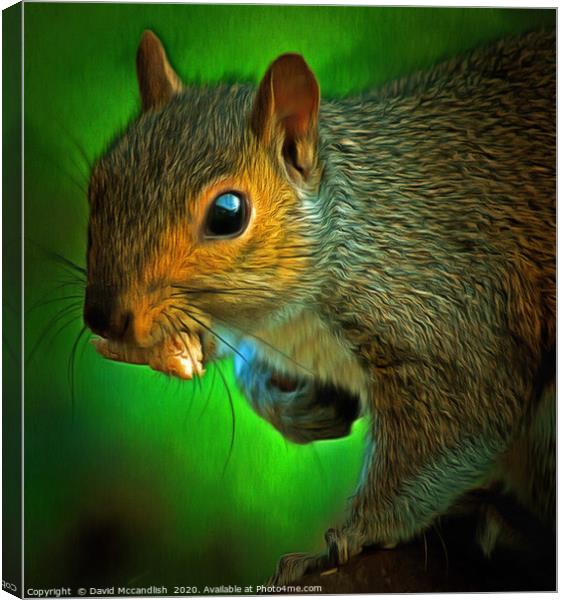 Squirrels Takeaway Canvas Print by David Mccandlish