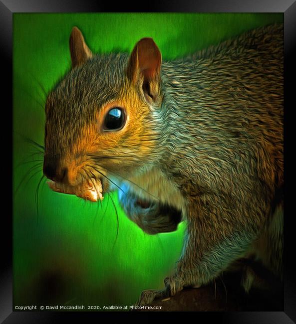Squirrels Takeaway Framed Print by David Mccandlish