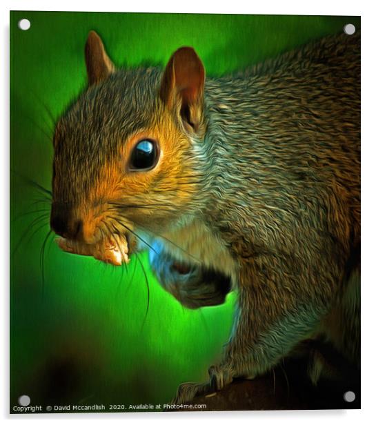Squirrels Takeaway Acrylic by David Mccandlish