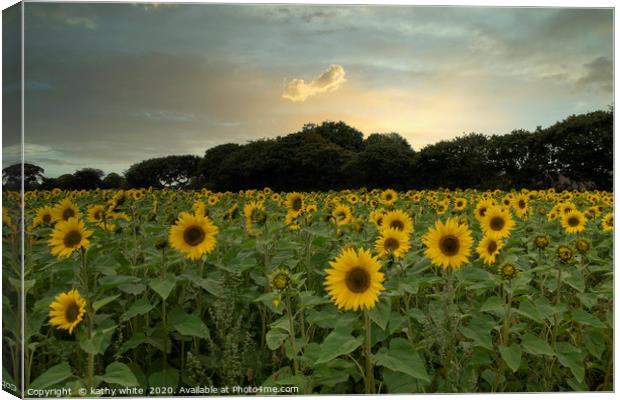 sunflowers ,Cornish sunflowers at sunset,sunflower Canvas Print by kathy white