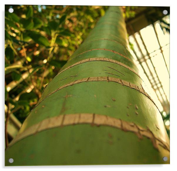 bamboo Acrylic by gavin mcwalter