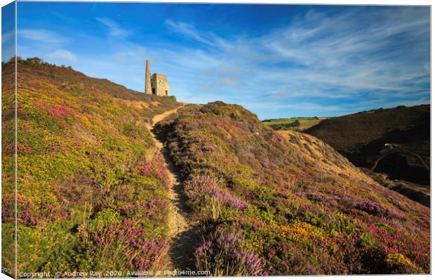 Heather at Tywarnhayle Canvas Print by Andrew Ray