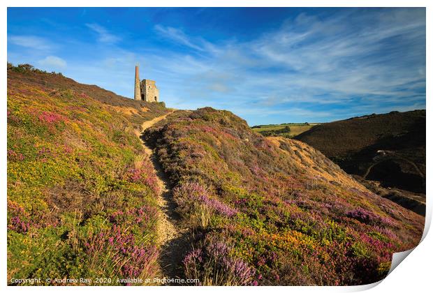 Heather at Tywarnhayle Print by Andrew Ray
