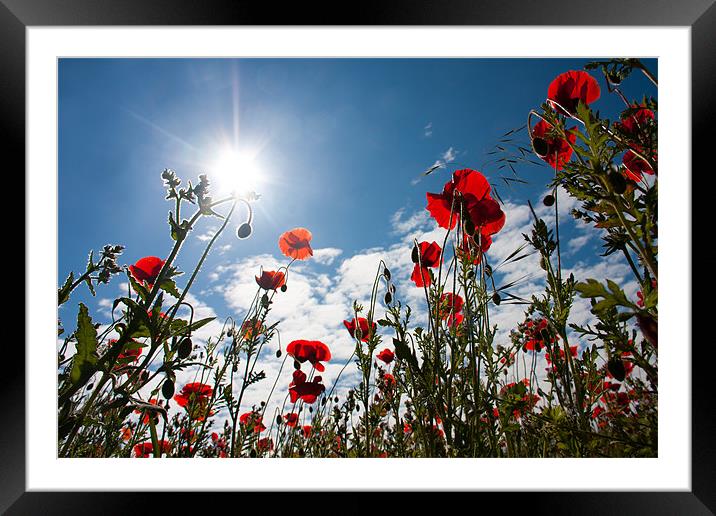 Poppy field at Warkworth Framed Mounted Print by Gail Johnson