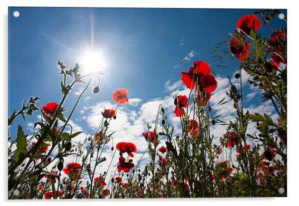 Poppy field at Warkworth Acrylic by Gail Johnson