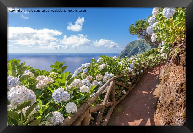 Coastal path with hortensia in Sao Miguel, Azores  Framed Print by Pere Sanz