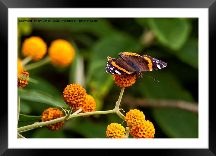 Beautiful Butterfly basking on Buddleia bush. Framed Mounted Print by Jim Jones
