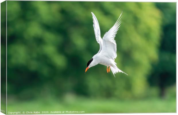 Common Tern Canvas Print by Chris Rabe