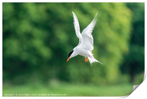 Common Tern Print by Chris Rabe