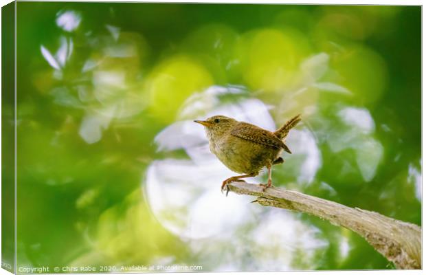 Wren in forest Canvas Print by Chris Rabe