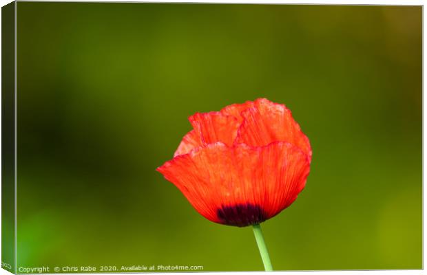 Bright red Poppy  Canvas Print by Chris Rabe