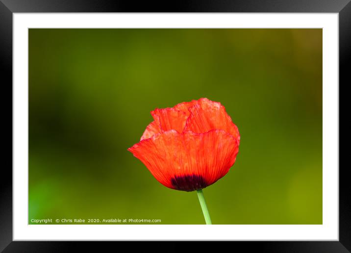Bright red Poppy  Framed Mounted Print by Chris Rabe