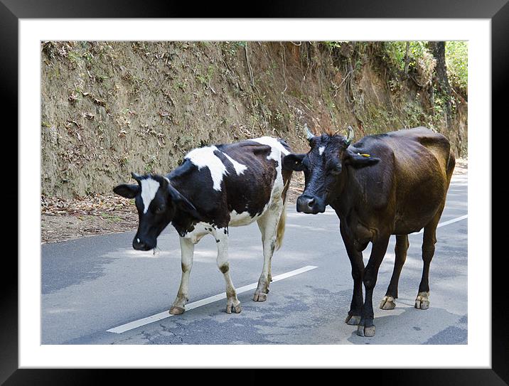 cow couple Framed Mounted Print by Hassan Najmy