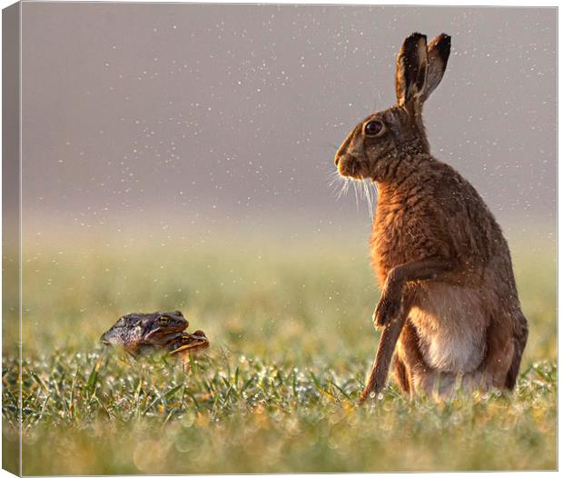 Hare taken by surprise Canvas Print by Jenny Hibbert
