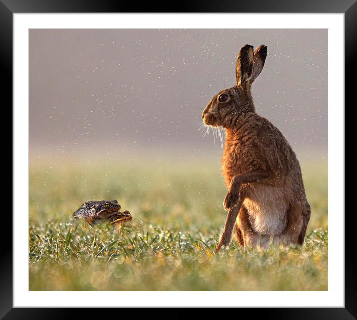 Hare taken by surprise Framed Mounted Print by Jenny Hibbert