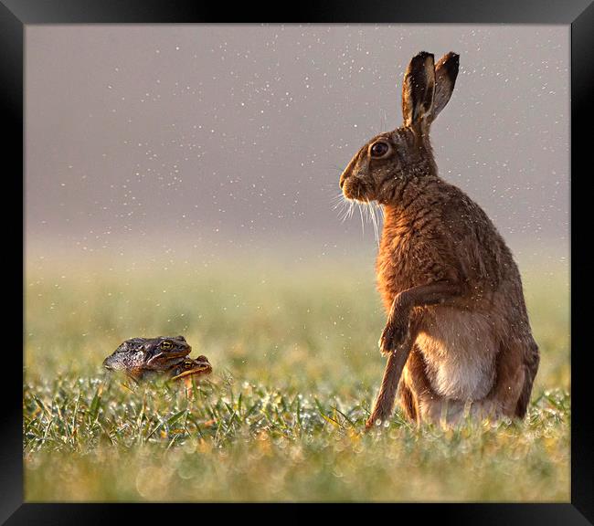 Hare taken by surprise Framed Print by Jenny Hibbert