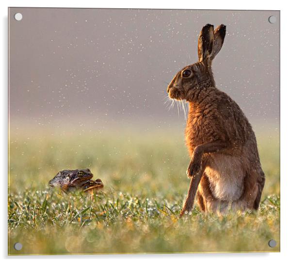 Hare taken by surprise Acrylic by Jenny Hibbert