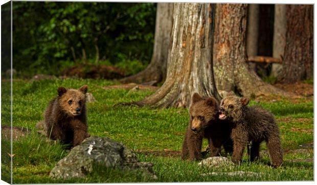 Bear cubs playing in the forest Canvas Print by Jenny Hibbert