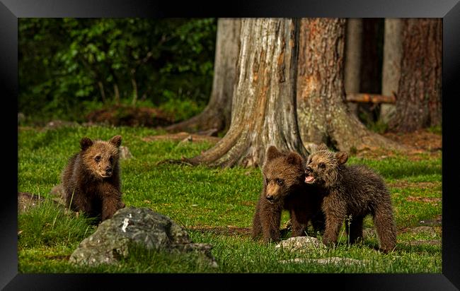 Bear cubs playing in the forest Framed Print by Jenny Hibbert