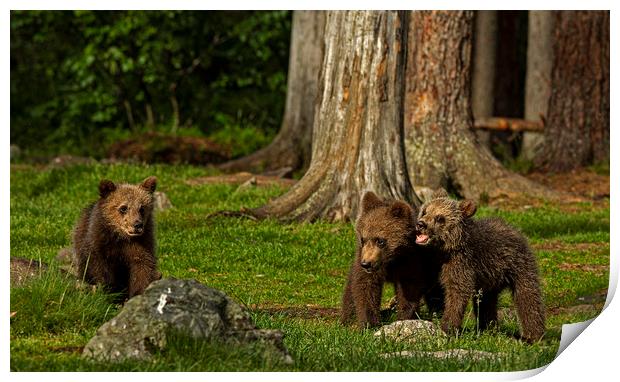 Bear cubs playing in the forest Print by Jenny Hibbert