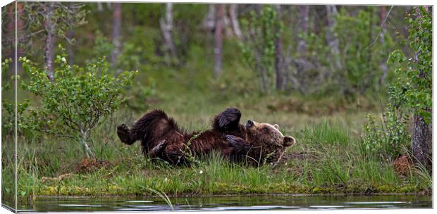 Brown bear relieving an itch Canvas Print by Jenny Hibbert