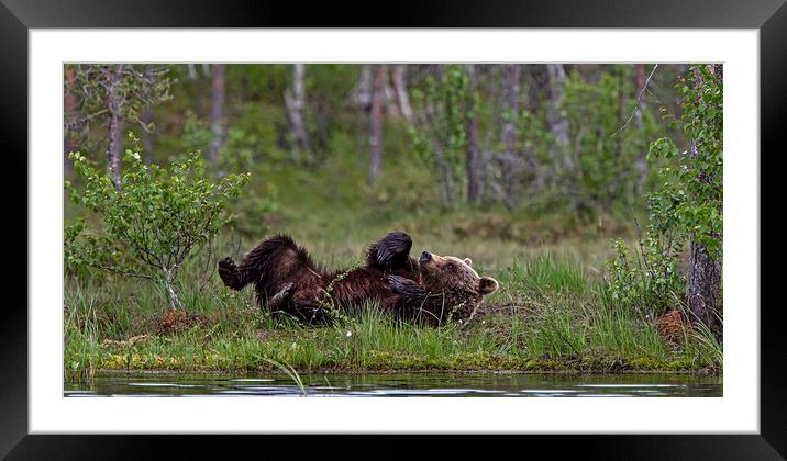 Brown bear relieving an itch Framed Mounted Print by Jenny Hibbert