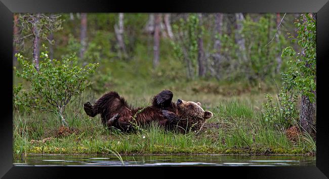 Brown bear relieving an itch Framed Print by Jenny Hibbert
