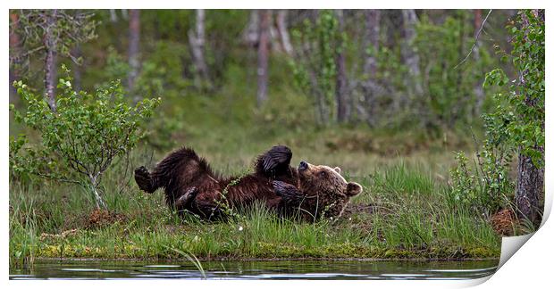 Brown bear relieving an itch Print by Jenny Hibbert