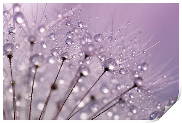 Purple Water Droplets Print by Anthony Michael 