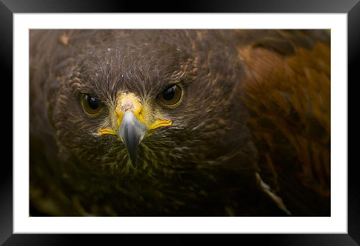 Buzzard Portrait Framed Mounted Print by Keith Thorburn EFIAP/b