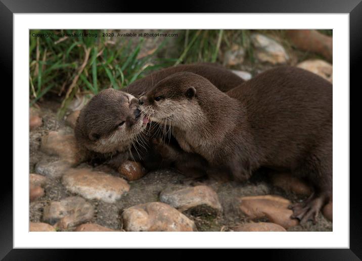 Kissing Otters Framed Mounted Print by rawshutterbug 