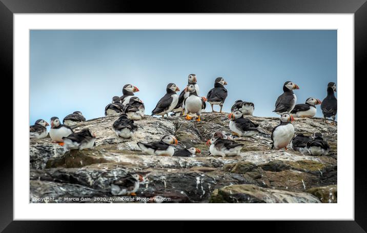 North Atlantic Puffins Framed Mounted Print by Marcia Reay
