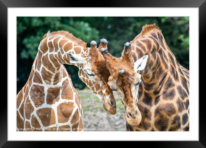 Giraffe affection Framed Mounted Print by Marcia Reay
