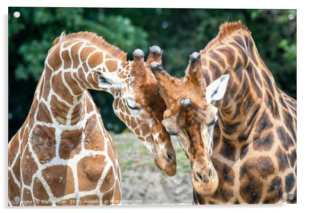 Giraffe affection Acrylic by Marcia Reay