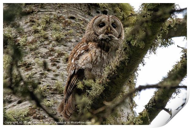 Tawny Owl Scottish Highlands Print by Stuart Prosser