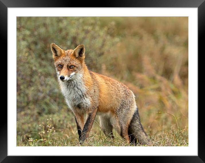 Alert Red Fox Framed Mounted Print by Jenny Hibbert
