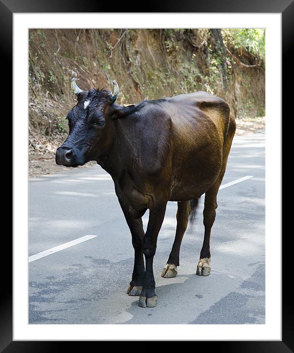 cow alone Framed Mounted Print by Hassan Najmy