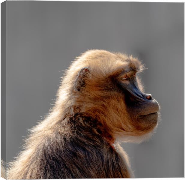 Gelada Profiled Canvas Print by DiFigiano Photography