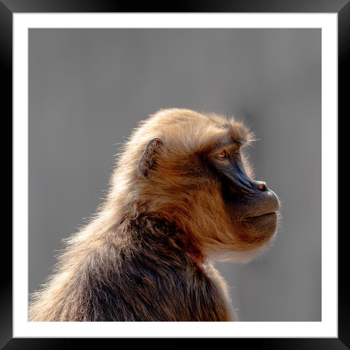 Gelada Profiled Framed Mounted Print by DiFigiano Photography