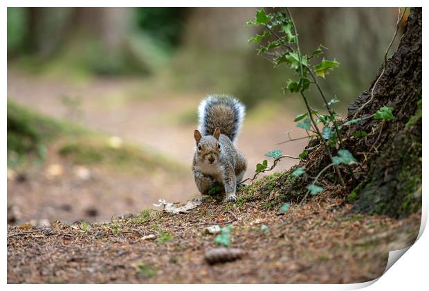 The Grey Squirrel Print by Images of Devon