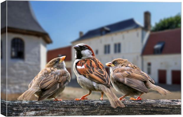Sparrow with Young at Farm Canvas Print by Arterra 