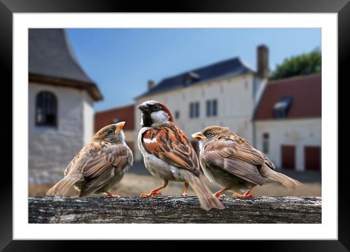 Sparrow with Young at Farm Framed Mounted Print by Arterra 