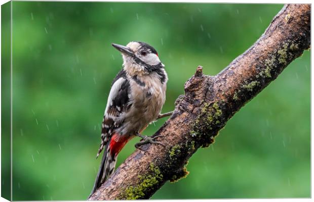 Great Spotted Woodpecker in the Rain Canvas Print by Arterra 