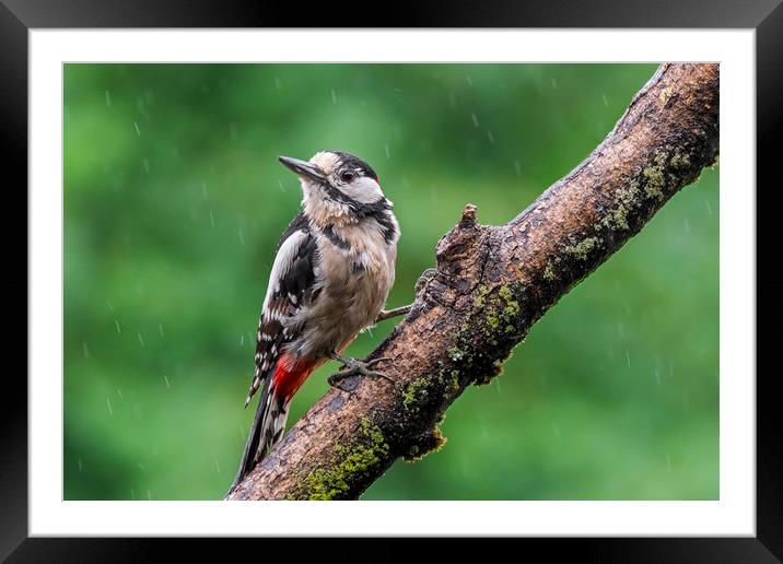 Great Spotted Woodpecker in the Rain Framed Mounted Print by Arterra 