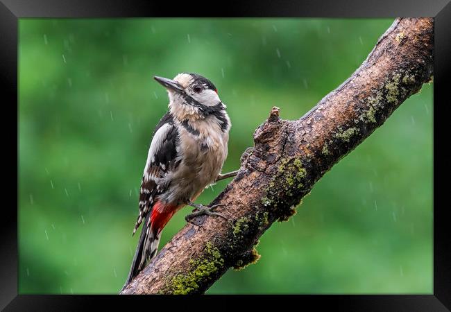Great Spotted Woodpecker in the Rain Framed Print by Arterra 