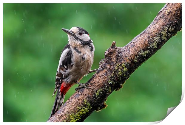 Great Spotted Woodpecker in the Rain Print by Arterra 
